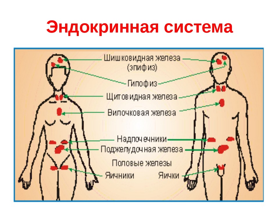 Органы эндокринной системы.jpg