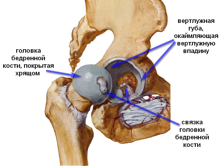 acetabular_labrum.jpg