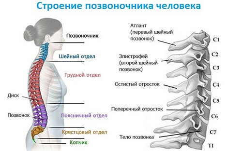 Строение позвоночника человека: схематическое отображение